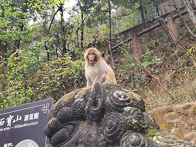 石宝山猴子