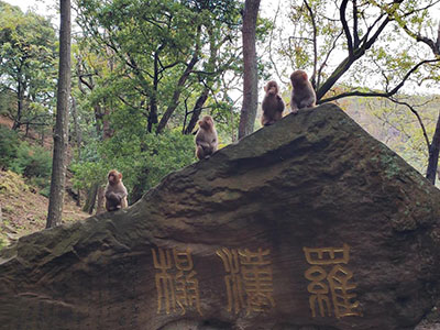 石宝山猴子